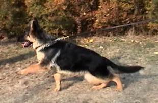 andy gait at 17 weeks