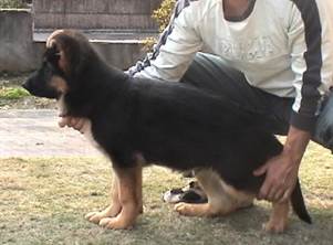 andy pose at 12 weeks