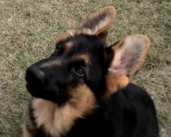 andy ears up at 12 weeks