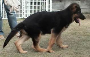 andy walks at 12 weeks