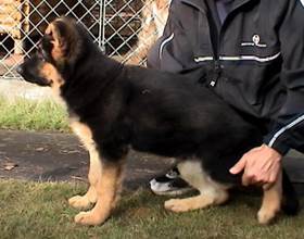 andy pose at  11 weeks