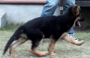 andy gait at 11weeks