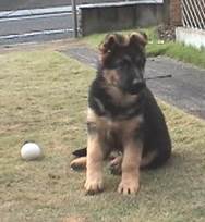 andy sits at 11 weeks