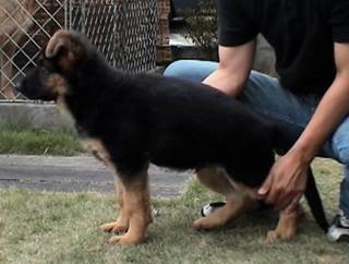 wing pose at 10 weeks