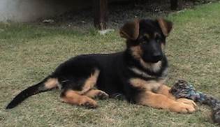 wing relax at 10 weeks