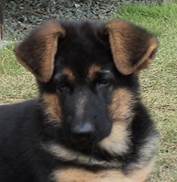 wing face at 10 weeks