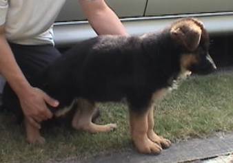 wing pose at 9 weeks