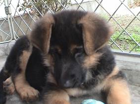 wing relax at 9 weeks