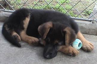 wing takes a nap at 9 weeks