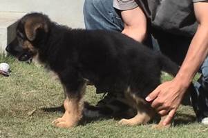wing pose at 8 weeks