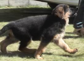 wing gait at 8 weeks