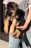wing big bone at 8 weeks