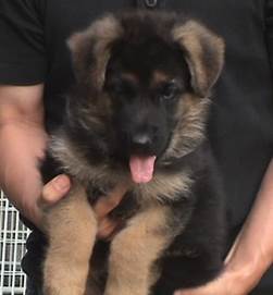 wing face at 7 weeks