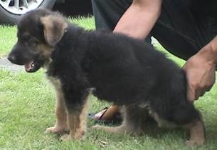 wing pose at 7 weeks