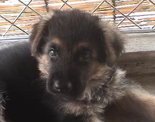 wing 6weeks-1
