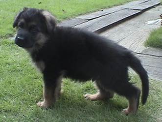 wing 6weeks-2