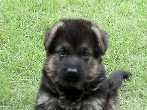 wing face2 at 5weeks