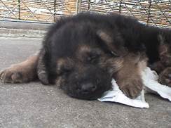 wing nap at 5weeks