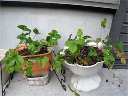 植え替え後